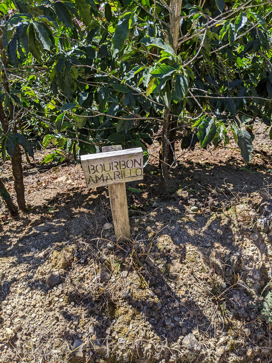 Plantation chumeca, tarrazu, Costa Rica