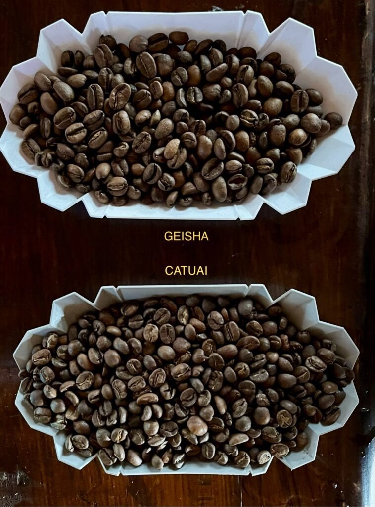 Monte Copey Coffee