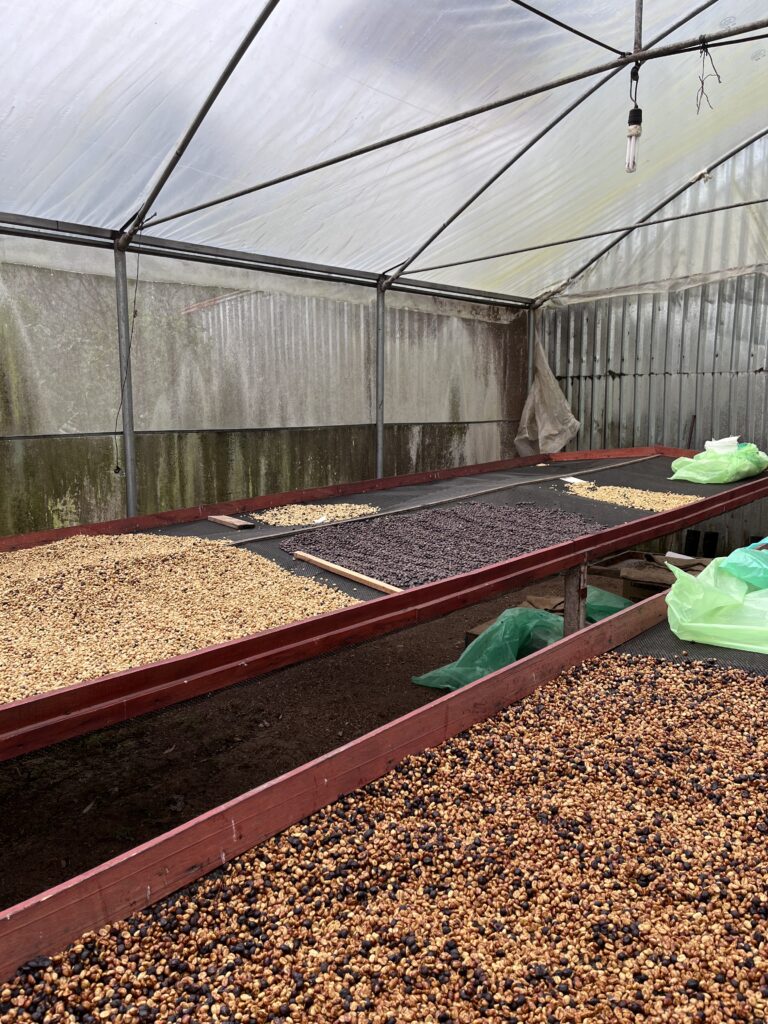New harvest
