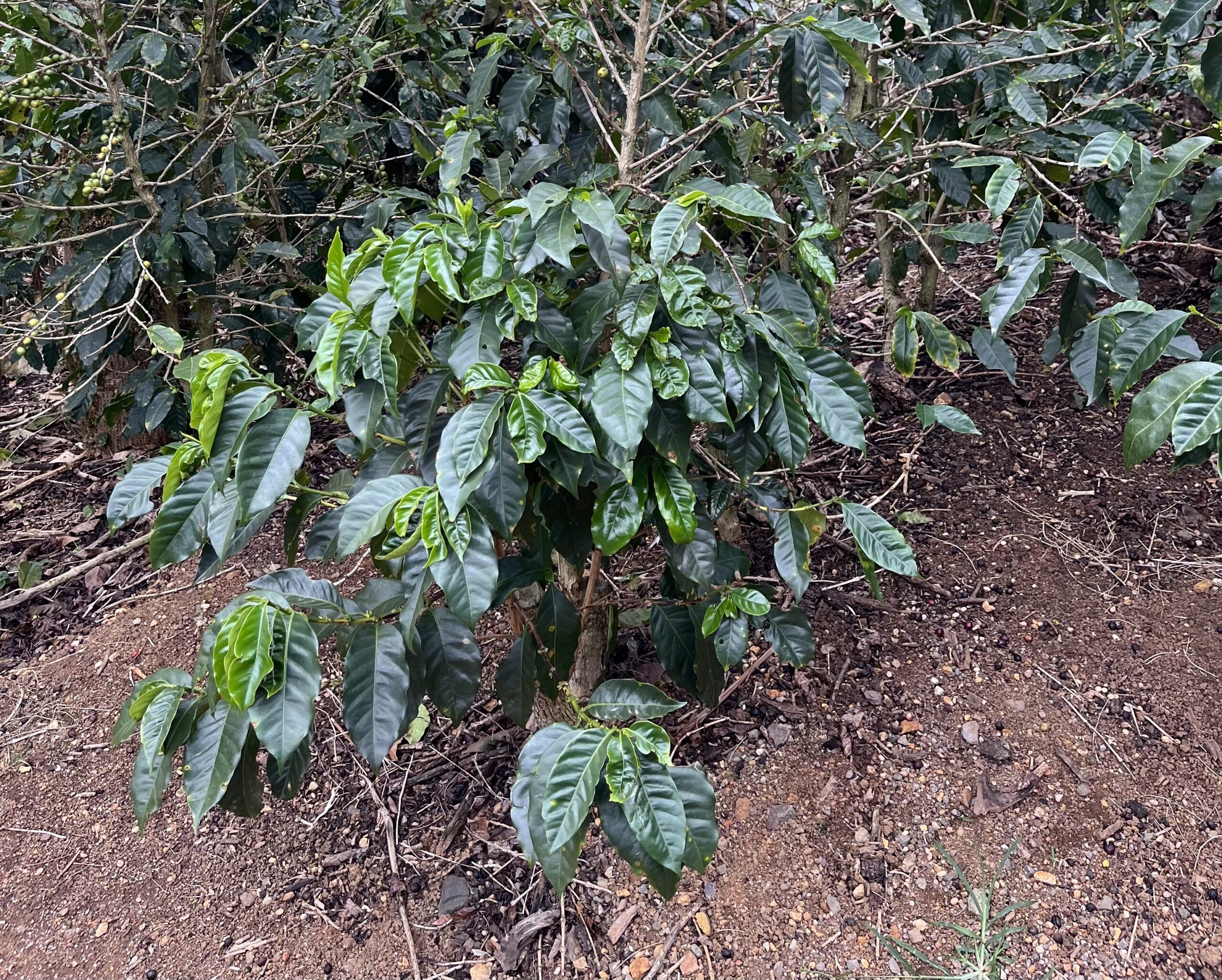 Rain damaged coffee plant