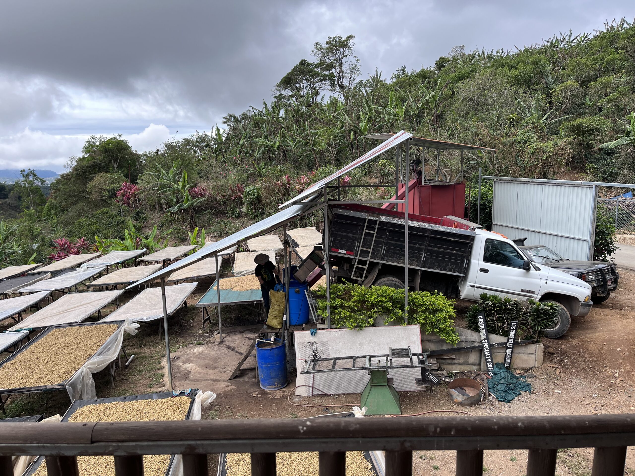 Delivery of coffee cherries