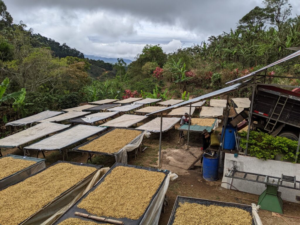 Drying honey process