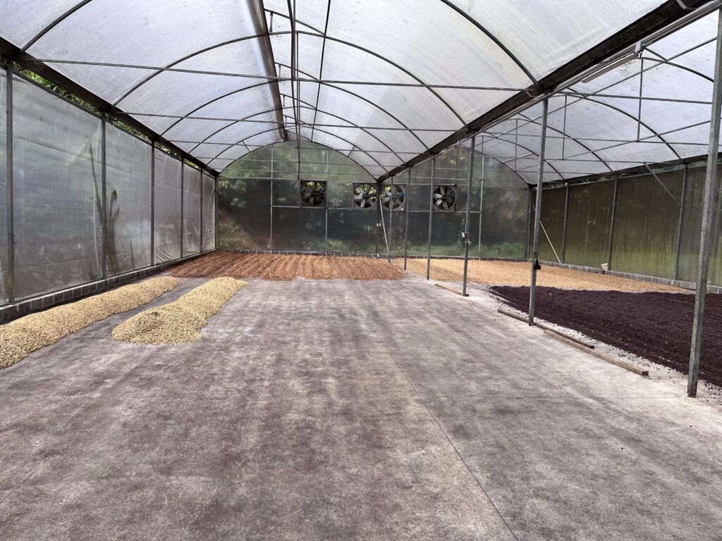 Coffe drying beds