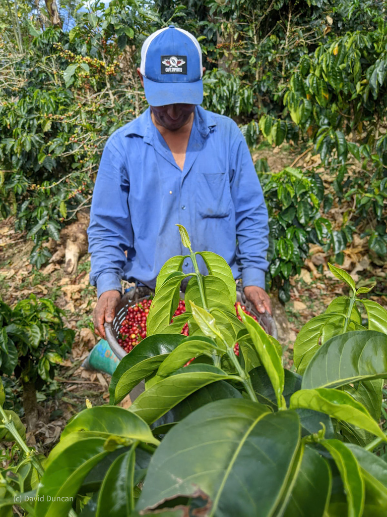 Coffee picking