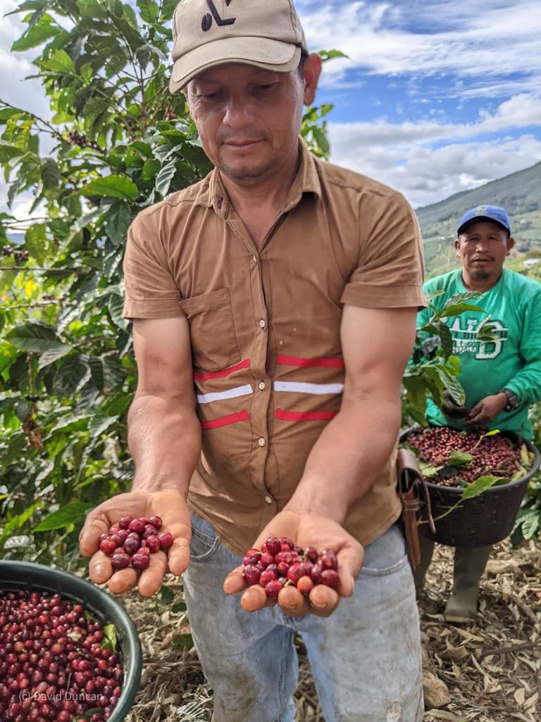 Perfect geisha coffee cherries