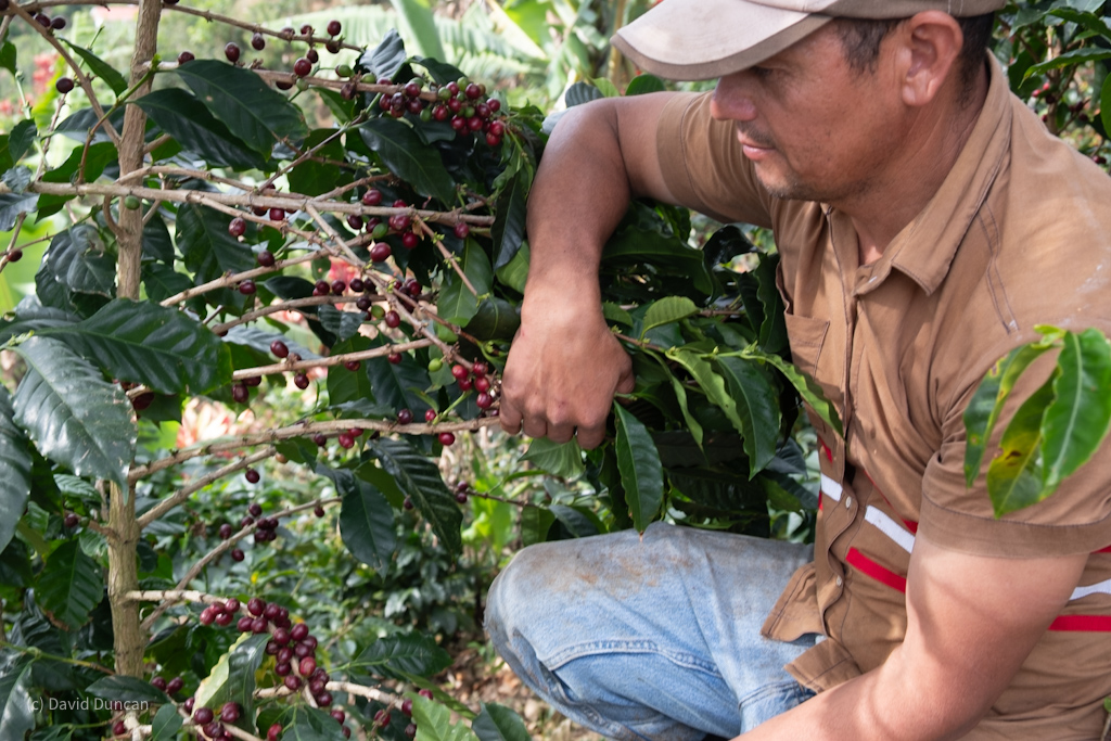 Rain damage to coffee cherries