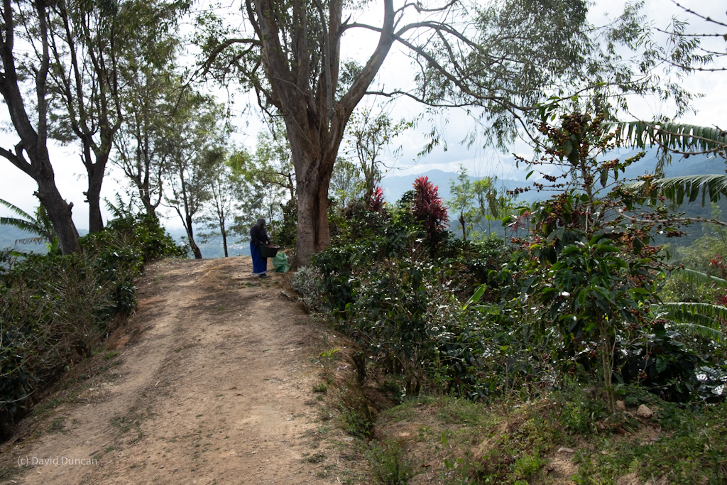 La Montana Tarrazu - Finca