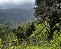 Tarrazu Landscape